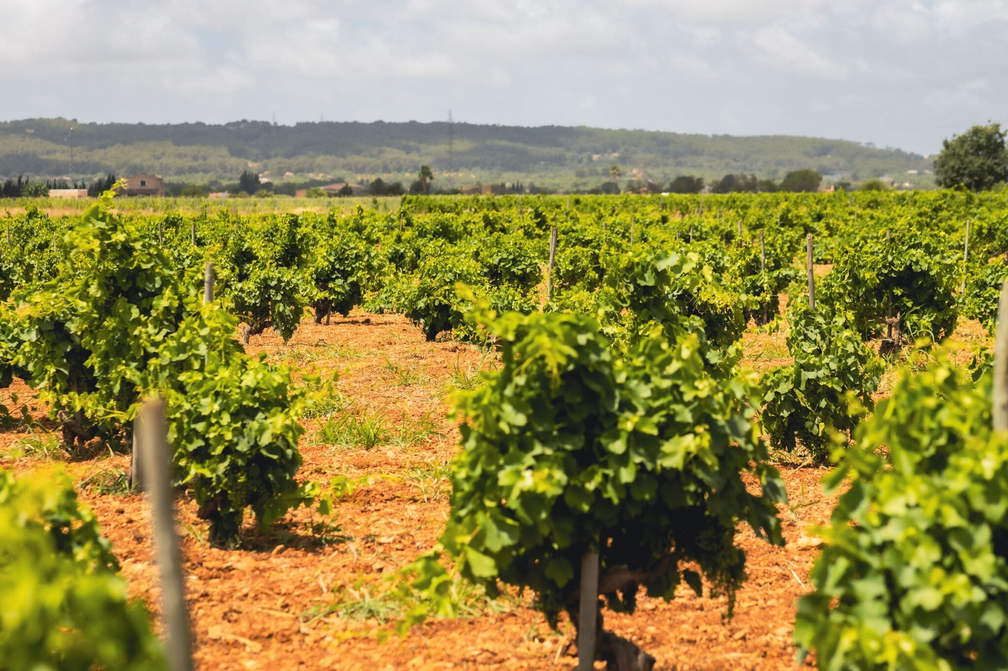 Viñedos España